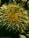 Echinocactus grusonii