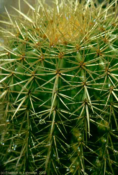 Echinocactus grusonii HILDM.