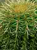 Echinocactus grusonii