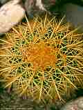 Echinocatus