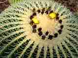 Echinocactus grusonii