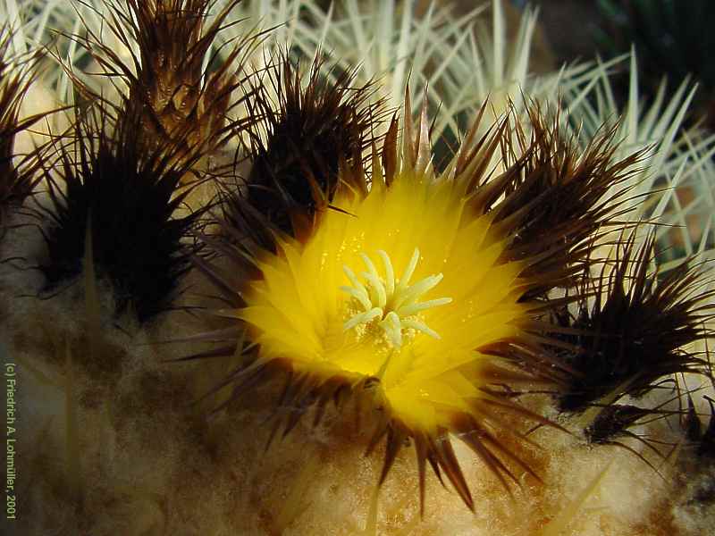 Echinocactus grusonii HILDM.