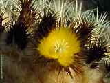 Echinocactus grusonii