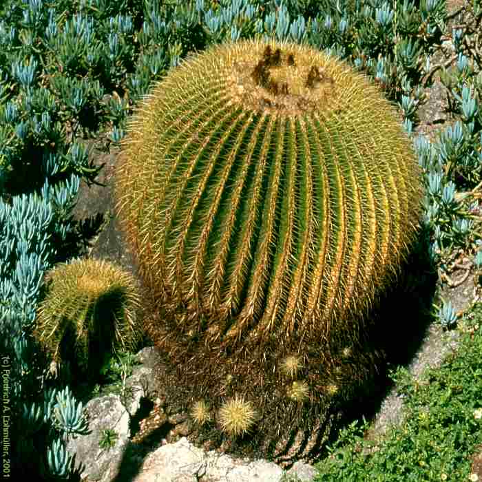 Echinocactus grusonii HILDM.