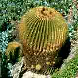 Echinocactus grusonii