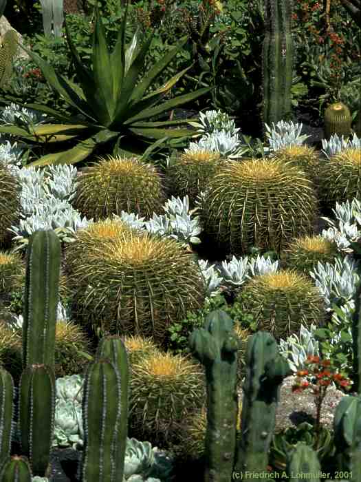 Echinocactus grusonii HILDM.