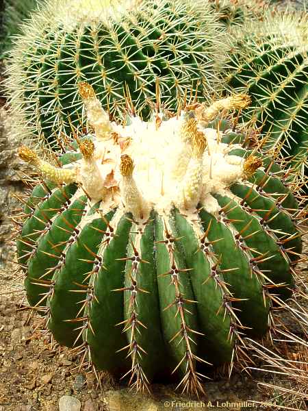 Echinocactus platyacanthus