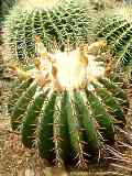 Echinocactus platyacanthus 