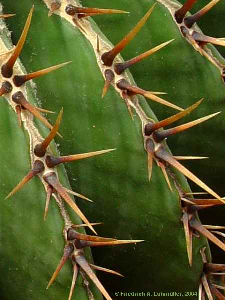 Echinocactus platyacanthus