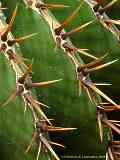 Echinocactus platyacanthus 