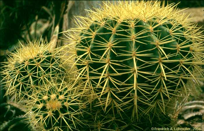 Echinocactus grusonii HILDM.