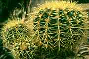 Echinocactus grusonii