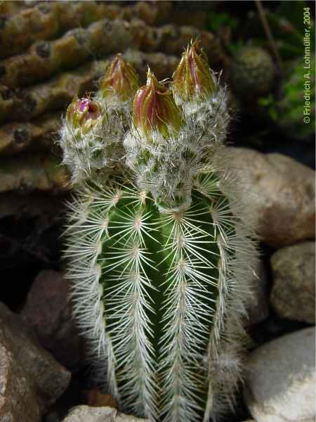 Echinocereus reichenbachii var. albispina