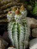 Echinocereus reichenbachii var. albispina