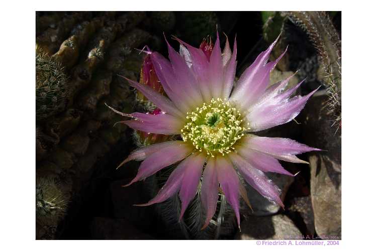 Echinocereus reichenbachii var. albispina