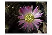 Echinocereus reichenbachii var. albispina