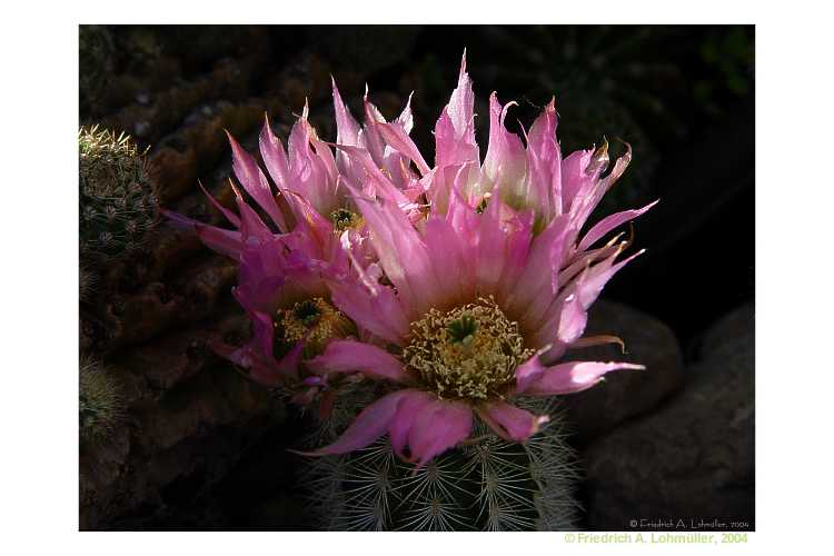 Echinocereus reichenbachii var. albispina