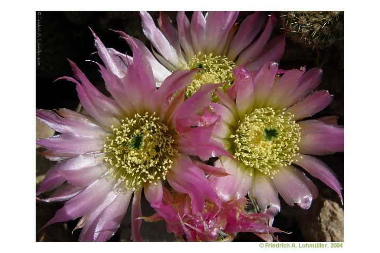 Echinocereus reichenbachii var. albispina