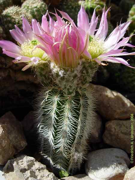 Echinocereus reichenbachii var. albispina