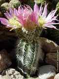 Echinocereus reichenbachii var. albispina