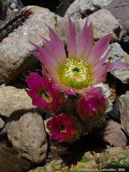 Echinocereus reichenbachii var. albispina