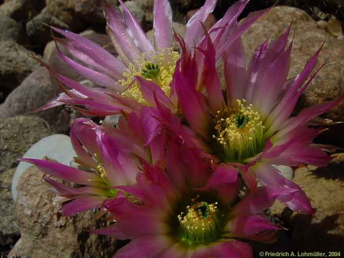 Echinocereus reichenbachii var. albispina