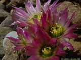 Echinocereus reichenbachii var. albispina