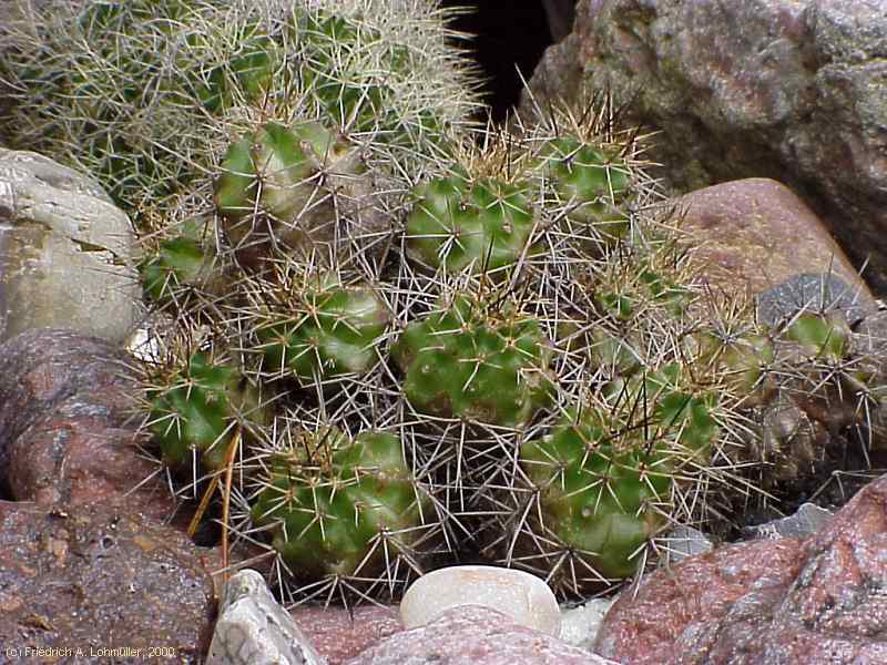 Echinocereus salm-dyckianus, synonym: Echinocereus scheeri ssp. gentryi