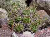 Echinocereus salm-dyckianus, synonym: Echinocereus scheeri ssp. gentryi