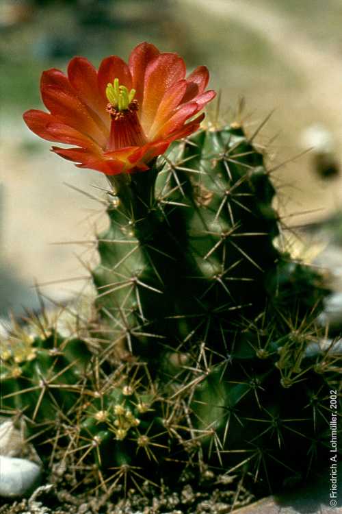 Echinocereus salm-dyckianus, synonym: Echinocereus scheeri ssp. gentryi