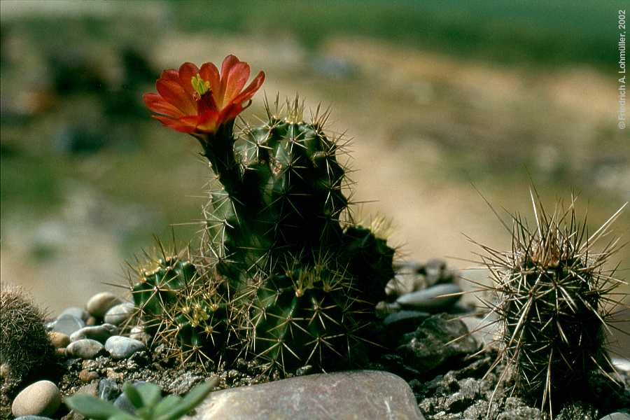 Echinocereus salm-dyckianus, synonym: Echinocereus scheeri ssp. gentryi