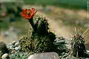 Echinocereus salm-dyckianus, synonym: Echinocereus scheeri ssp. gentryi