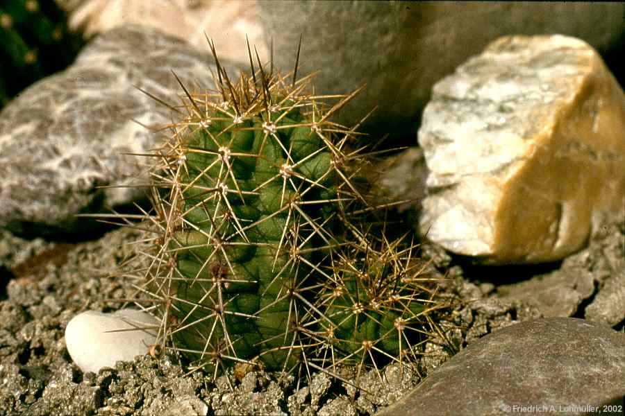 Echinocereus salm-dyckianus, synonym: Echinocereus scheeri ssp. gentryi