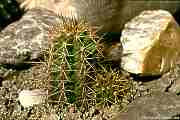 Echinocereus salm-dyckianus, synonym: Echinocereus scheeri ssp. gentryi