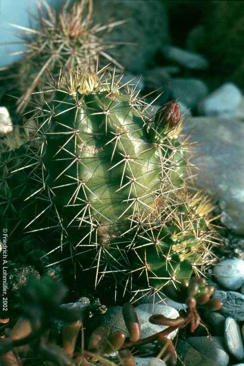 Echinocereus salm-dyckianus, synonym: Echinocereus scheeri ssp. gentryi