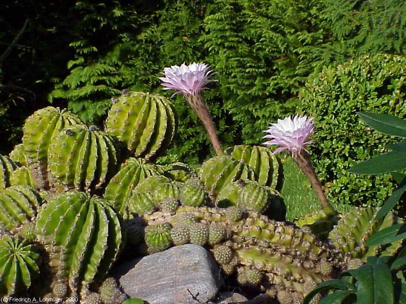 Echinopsis eyriesii (TURPIN) ZUCC. hybr.