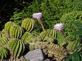 Echinopsis eyriesii