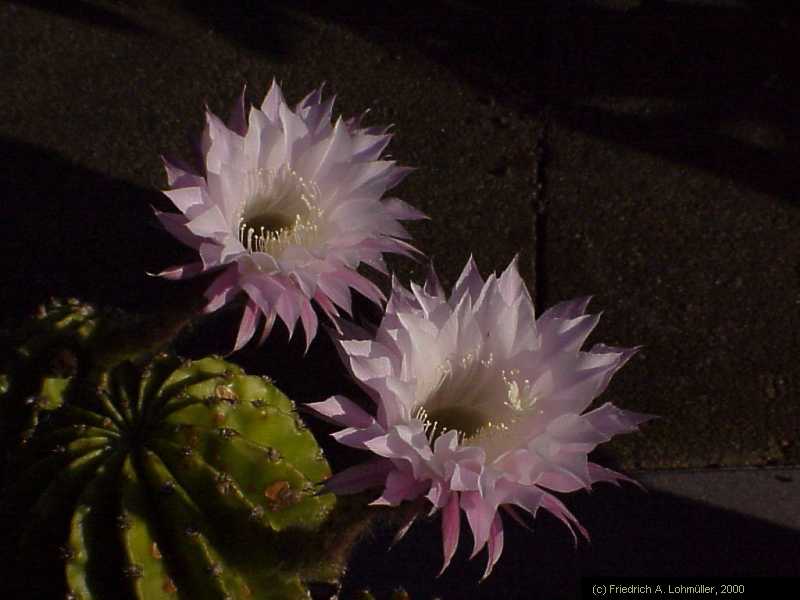 Echinopsis eyriesii (TURPIN) ZUCC. hybr.