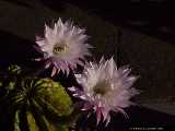 Echinopsis eyriesii