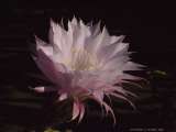 Echinopsis eyriesii