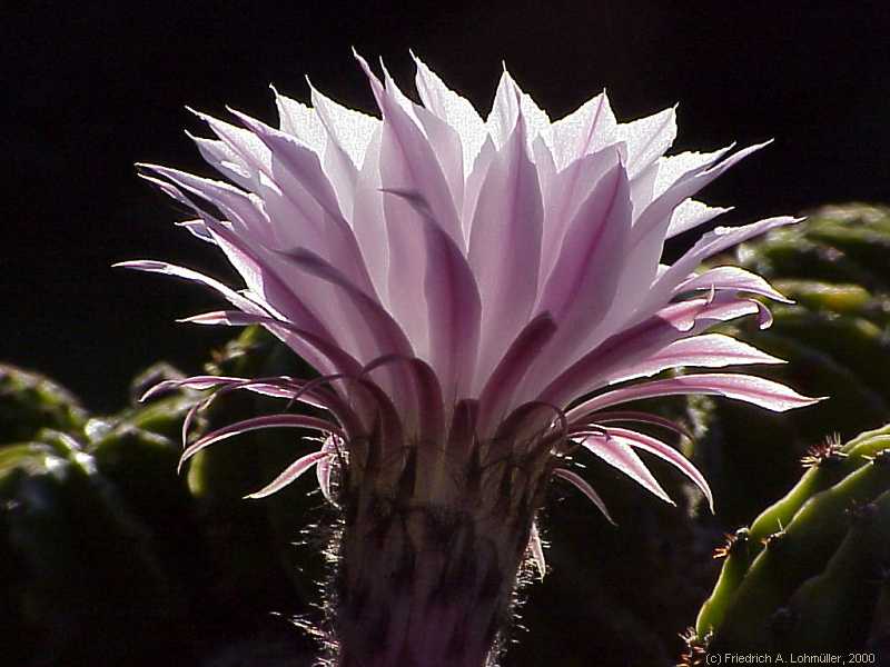 Echinopsis eyriesii (TURPIN) ZUCC. hybr.