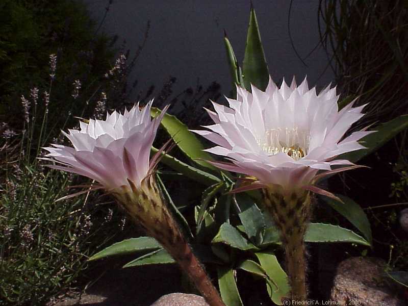 Echinopsis eyriesii (TURPIN) ZUCC. hybr.