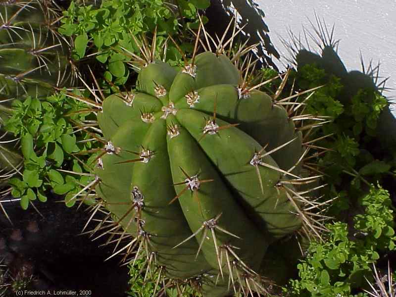 Trichocereus terscheckii (PARM.) BR. & R.