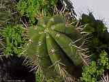 Echinopsis terscheckii, Trichocereus terscheckii