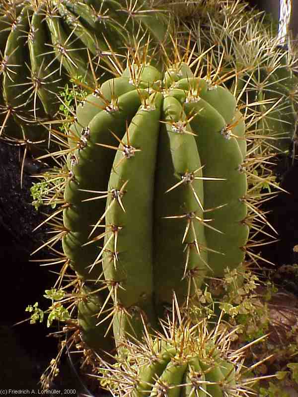 Trichocereus terscheckii (PARM.) BR. & R.