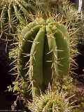 Echinopsis terscheckii, Trichocereus terscheckii