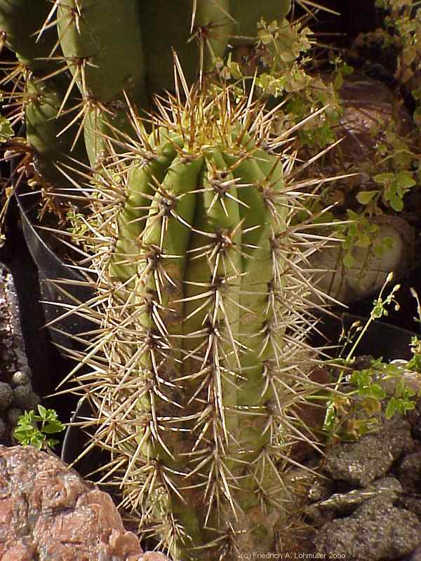 Trichocereus chilensis (COLLA) BR. & R.