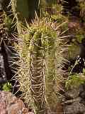 Echinopsis chiloensis, Trichocereus chiloensis