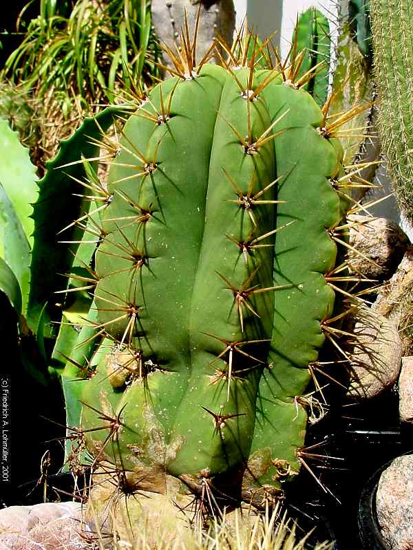 Trichocereus terscheckii (PARM.) BR. & R.