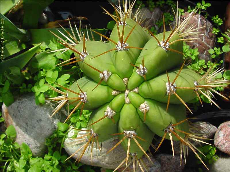 Trichocereus terscheckii (PARM.) BR. & R.